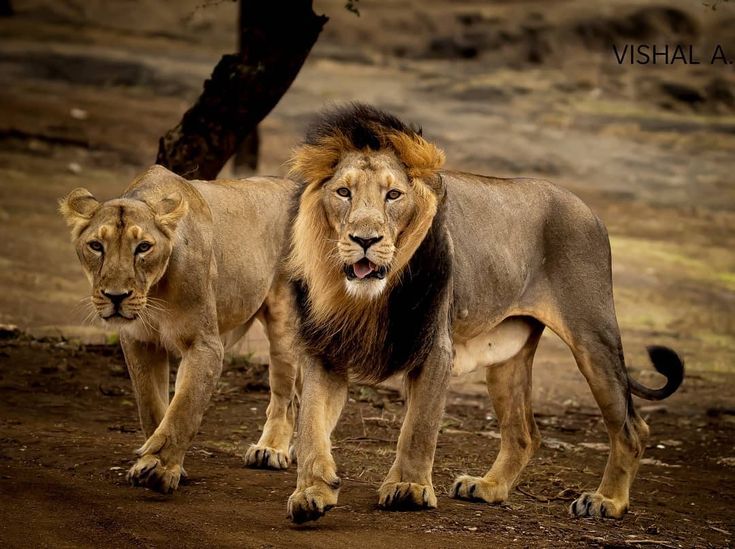 Jamnagar Taxi Service